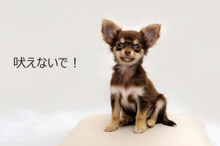 Wanbull ワンブル　しつけ用首輪 ブラック Wanbull ワンブル しつけ用首輪 ブラック Wanbull ワンブル しつけ用